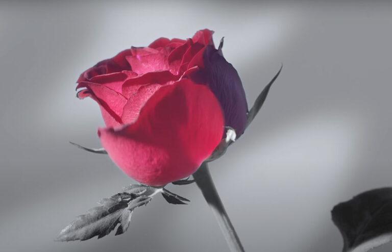 මම මලක් නොවේ…