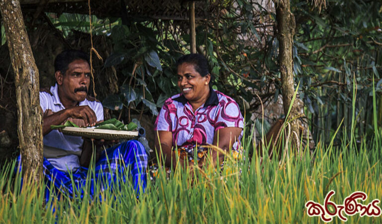 කුරුණිය : කුලියක් මලියක් නැතිව එකිනෙකා සහයෝගයෙන් කළ වී වගාව (3 කොටස) | ඉන්දු පෙරේරා