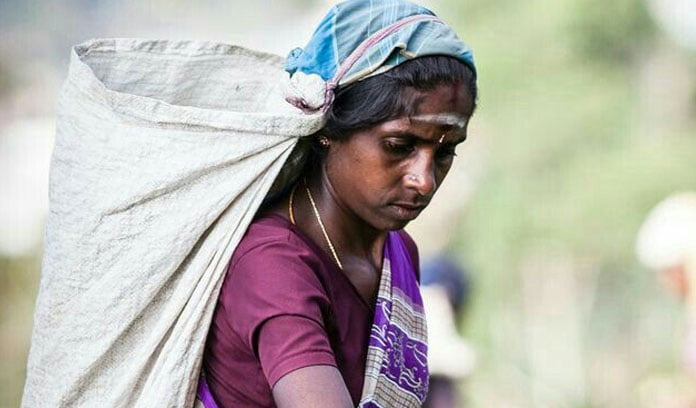 රාක්ෂාව (1 කොටස) : මල්ලිට විටාමිල්ක් ගන්නට තේ දළු කඩන්න ගිය දැරිය | ඉන්දු පෙරේරා