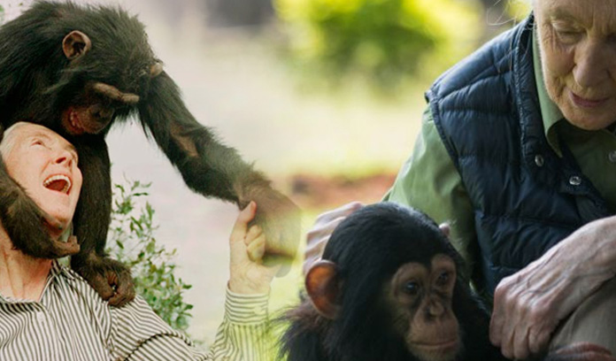 ලොව ප්‍රකට චින්පන්සි පර්යේෂිකාව මියයයි