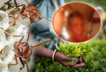තේ දළු නෙළමින් සිටි කාන්තාවකට බඹර ප්රහාරයක් – බරපතළ තුවාල