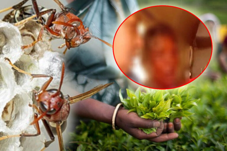 තේ දළු නෙළමින් සිටි කාන්තාවකට බඹර ප්‍රහාරයක් – බරපතළ තුවාල